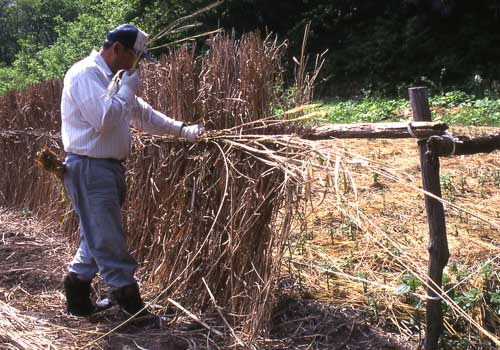 Erecting a fence to protect the crop from pest and wind damage