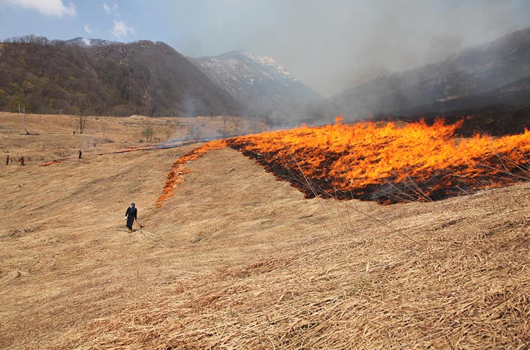 Setting fire to a field in the spring to ensure a supply of good quality thatch
