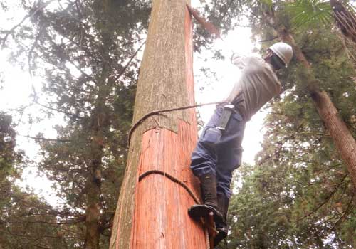 Harvesting cypress bark. Scaling a tree with the aid of a rope, and using a flat tool to remove the bark.