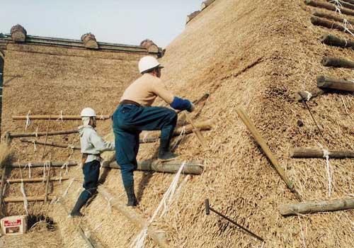 Thatching a roof, using large shears to achieve an even finish