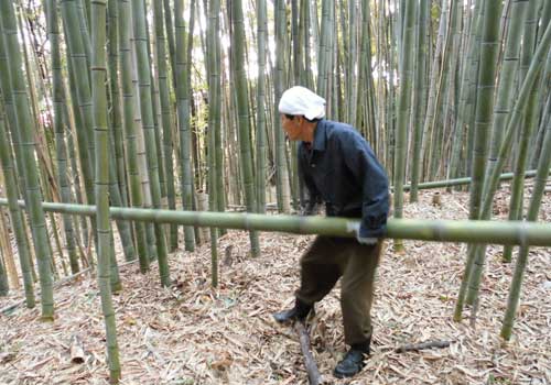 Cutting bamboo