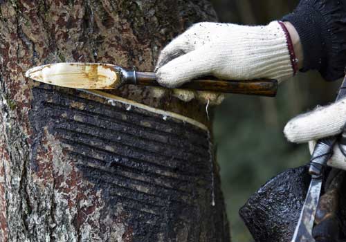 A pallet knife is used to scrape the sap into a bucket